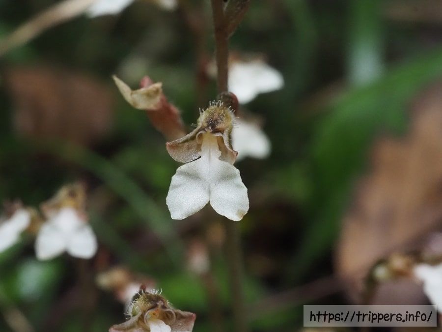 ヤクシマヒメアリドオシランの花