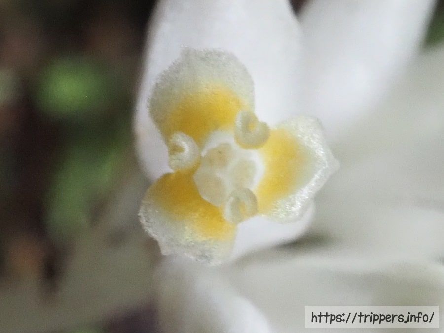 ヒナノシャクジョウの花の構造