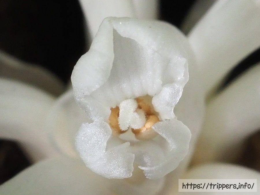 キヨスミウツボの花