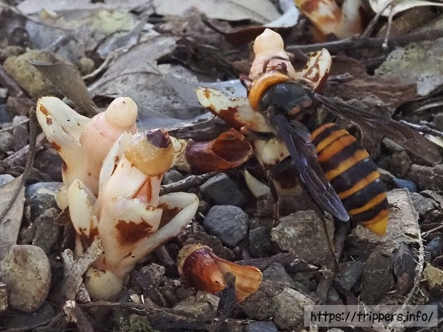 ヤッコソウの蜜を吸うスズメバチ