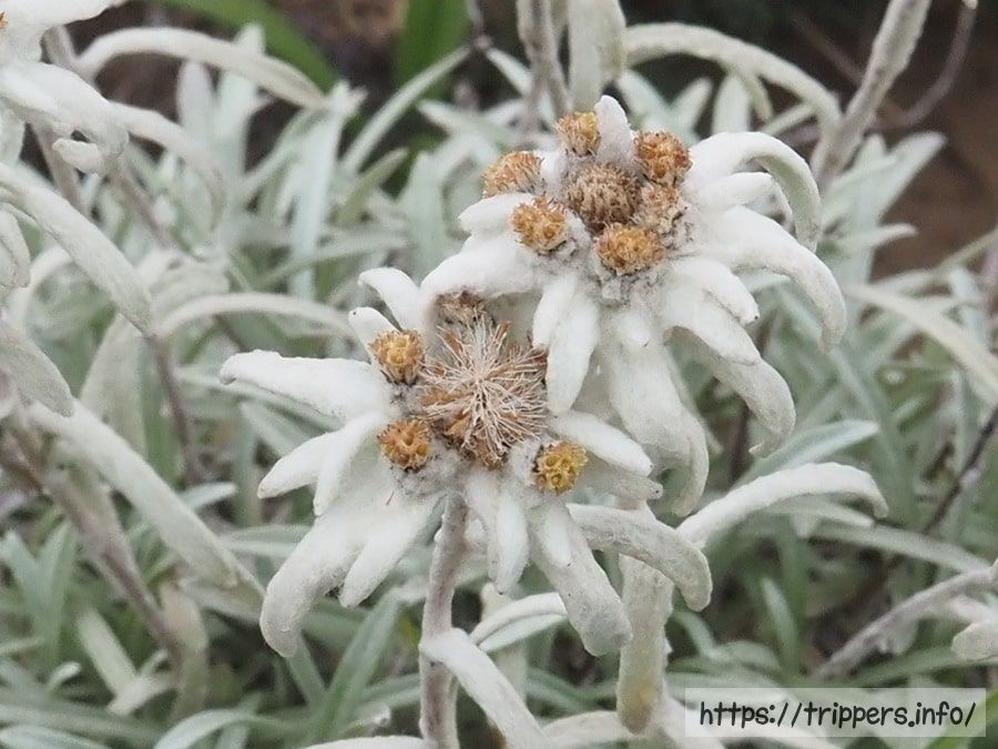 ホソバヒナウスユキソウの花