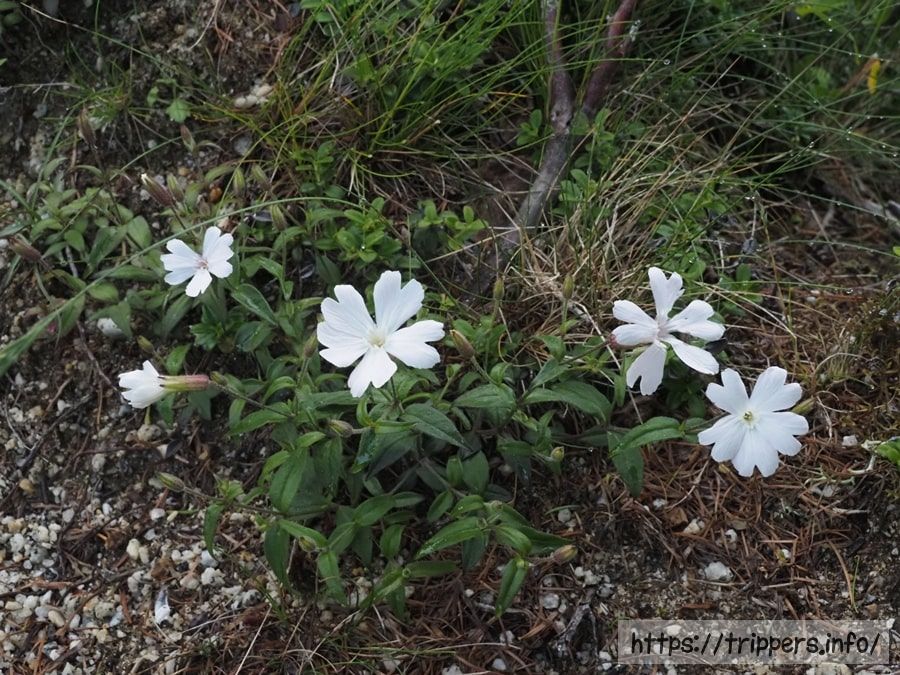 白花タカネビランジ