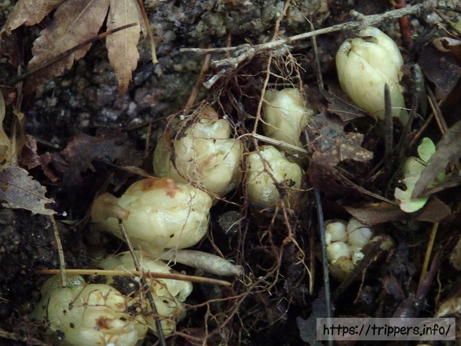 六甲高山植物園に自生するキヨスミウツボ
