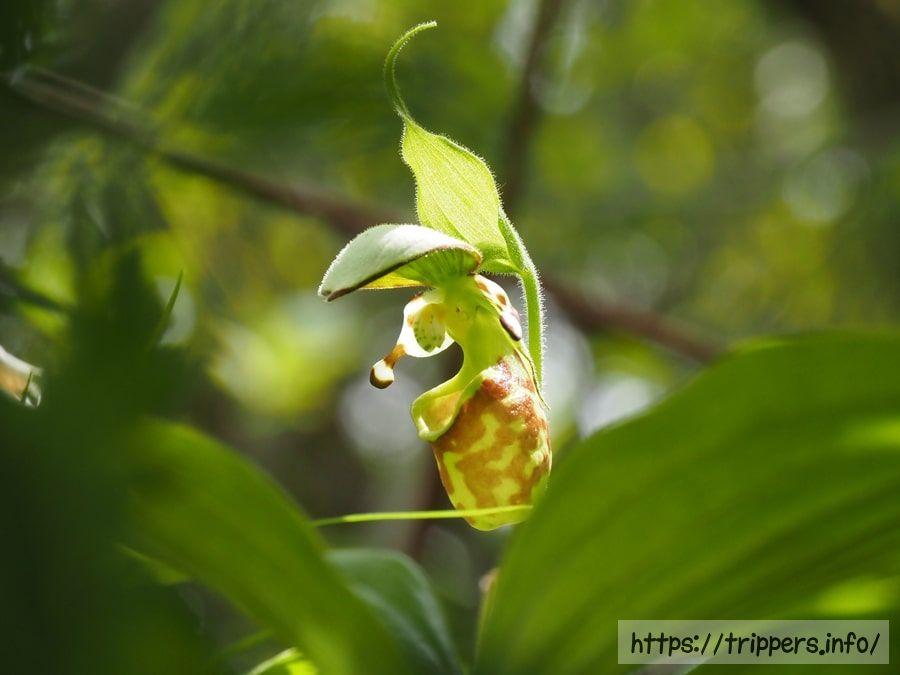 キバナノアツモリソウの花